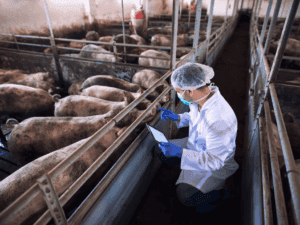 General Abattoir Processes