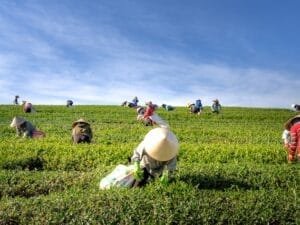 pexels-quang-nguyen-vinh-2131784